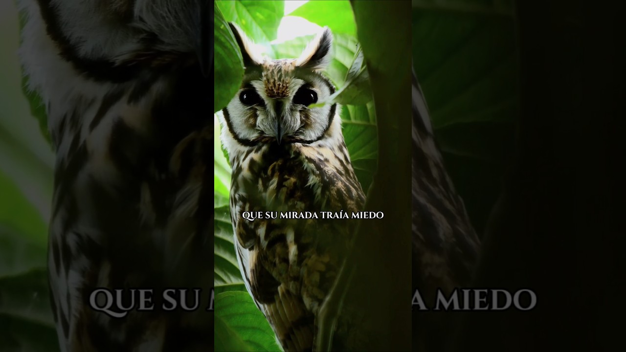 Los búhos son brujas? 