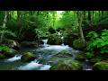 The quiet gurgle of the mossy woodland creek is nature’s healing melody, relaxation and deep sleep