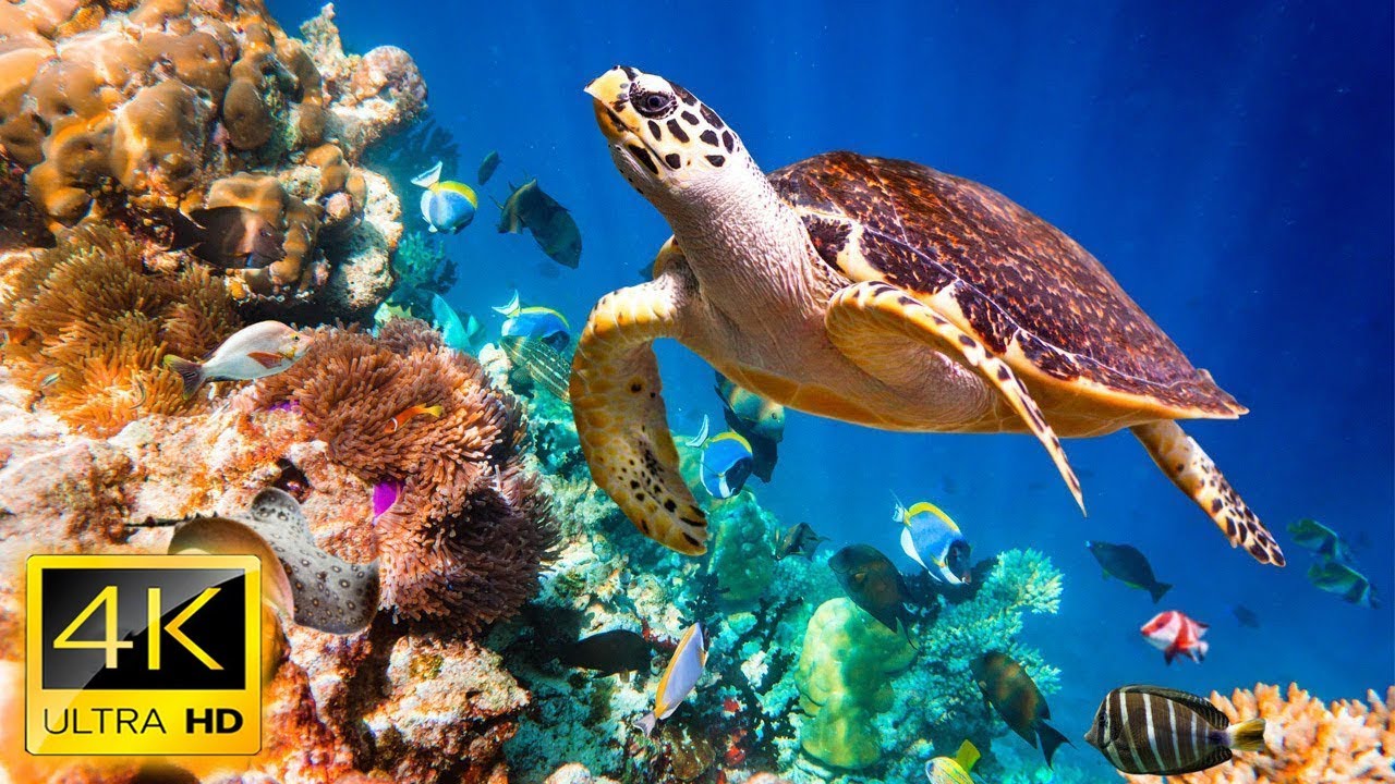 4K Turtle Paradise, Relaxing Nature Under the Sea Movie + Soul Relaxing Piano Music - Ocean Dream #4