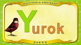 Multipedia Zwierząt. Litera Y - Yurok