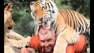 BIG CATS are just like House Cats! Compilation 2018