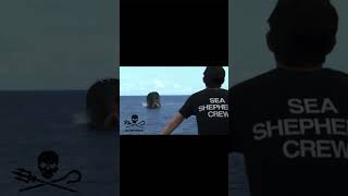 Sea shepherd 💪 #sea #viral #edit #seashepherd #fyp