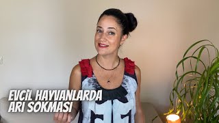 Kedi, Köpek Evcil Hayvanlarda Arı Sokması