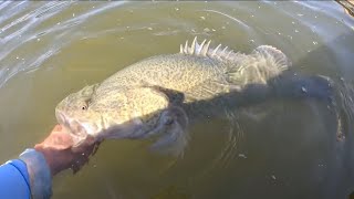 Catching Cod in clear waterways