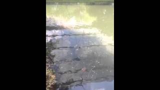 catfish attacks duckling