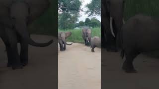 "Elephant take over the road 🐘🐘 A peaceful family in the wild!"#elephant #wildlifeafrica #Nature