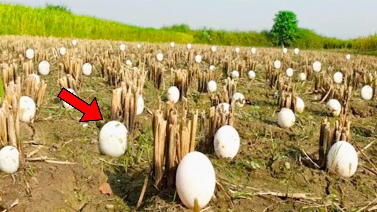 Farmer Finds Strange Eggs Among His Crops - He Bursts Into Tears When They  Hatch