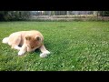 Akita inu puppy2 months old