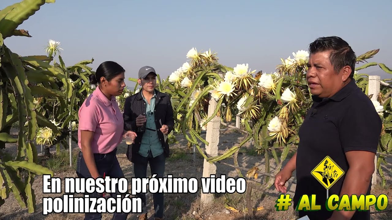 Floración de PITAHAYAS | ¿Porque es importante polinizar? | Tutoreo vivo en huerta de PITAHAYAS
