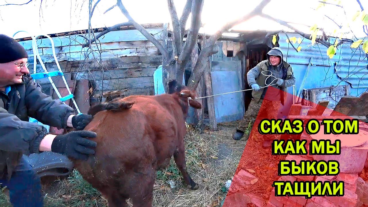 Газель омск москаленки