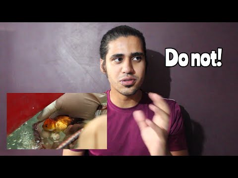 why-you-should-never-touch-your-fish!