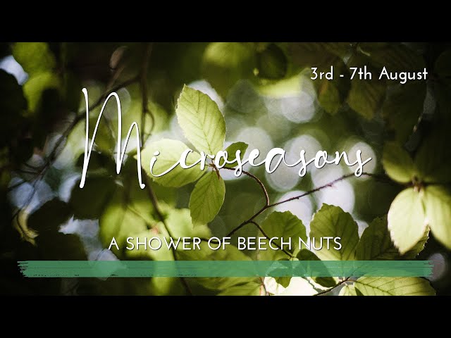 A Shower of Beech Nuts | Microseasons | No.16 | Nature Walk ASMR