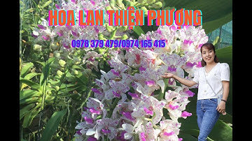 Đai Châu rừng Bình Thuận mặt bông ra sao? | Hoa Lan Thiện Phượng 0978379479
