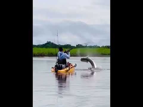 the fish is