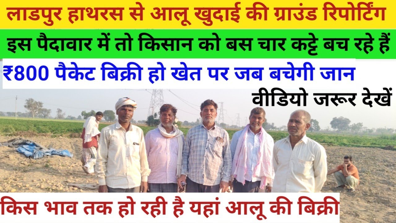 800रु पैकेट बिक्री हो खेत पर जब बचेगी जान//लाडपुर हाथरस से आलू खुदाई की ग्राउंड रिपोर्टिंग देखें