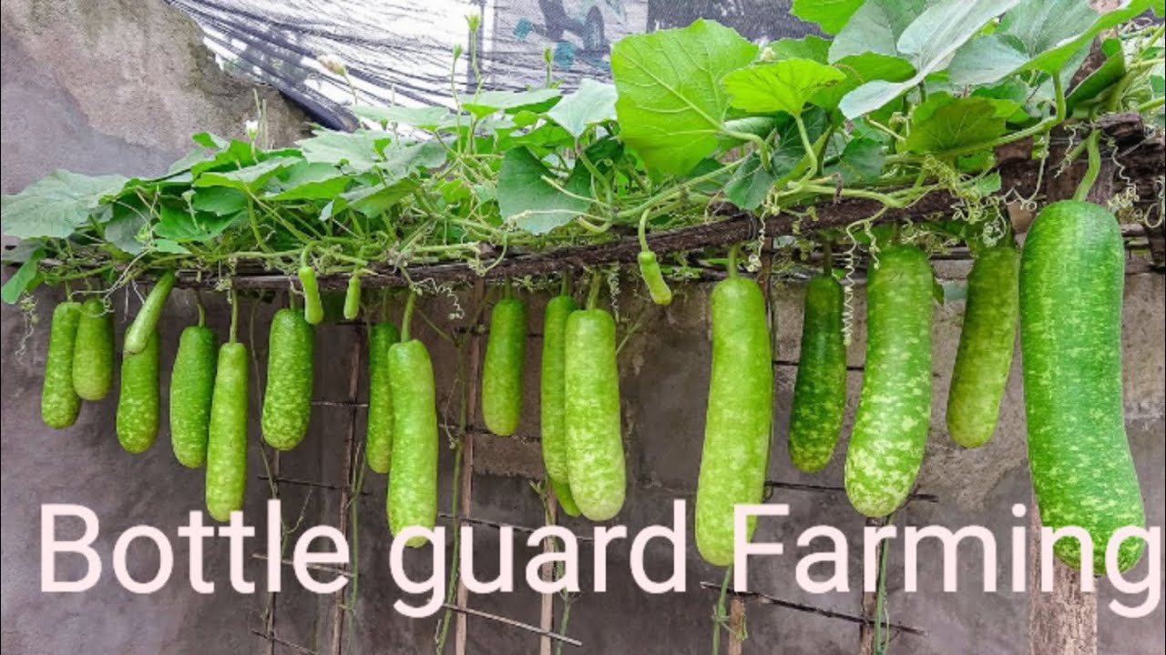 Buttle Guard Bottle Gourd Farming || calabash or Bottle Gourd Cultivation || Lauki ...