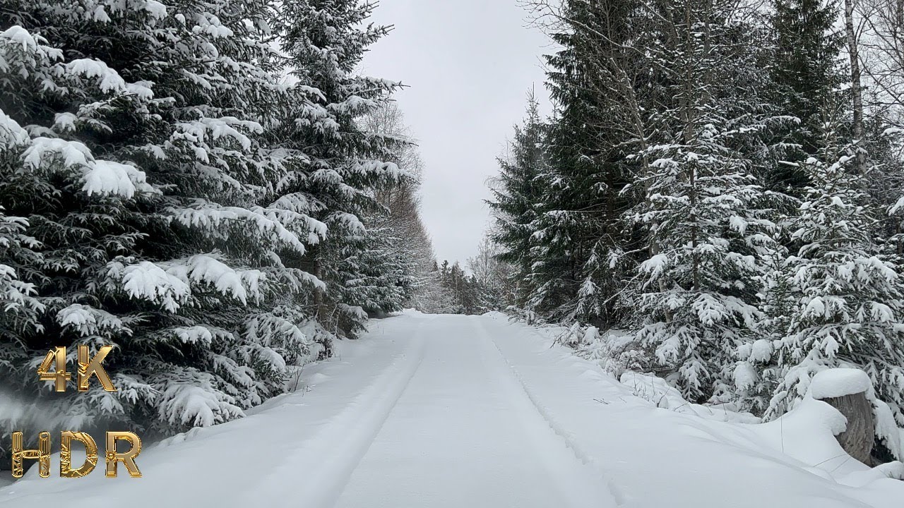Driving Into A Deep Forest After Snowstorm | Sweden, -17°C - YouTube