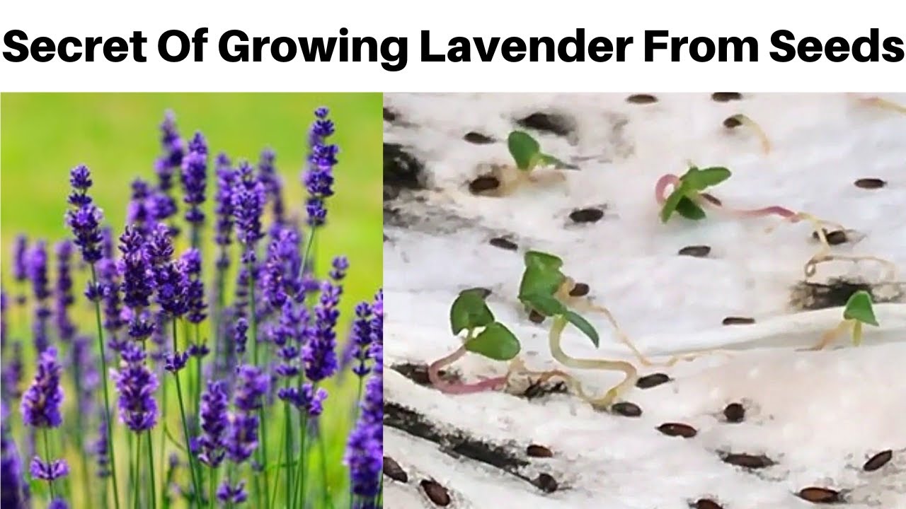 Growing lavender from seed, how is it looking? 3 month update. : r/gardening