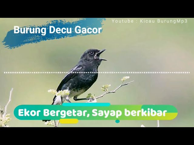 Suara Burung Decu Gacor - Kacer Mini | Kicau Burung Mp3 class=