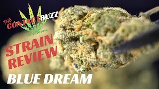 Blue Dream Strain Review - The Contact Buzz