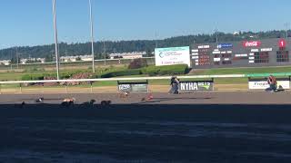 The final wiener dog race. Going out on top!