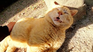 嫌なの？嬉しいの？茶トラ猫をモフると何かをブツブツとつぶやく