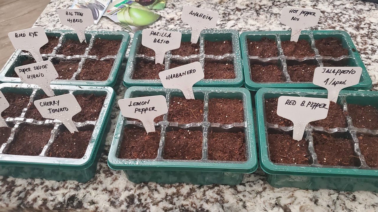 What to plant for Summer- Summer Crops| Grow our own vegetables