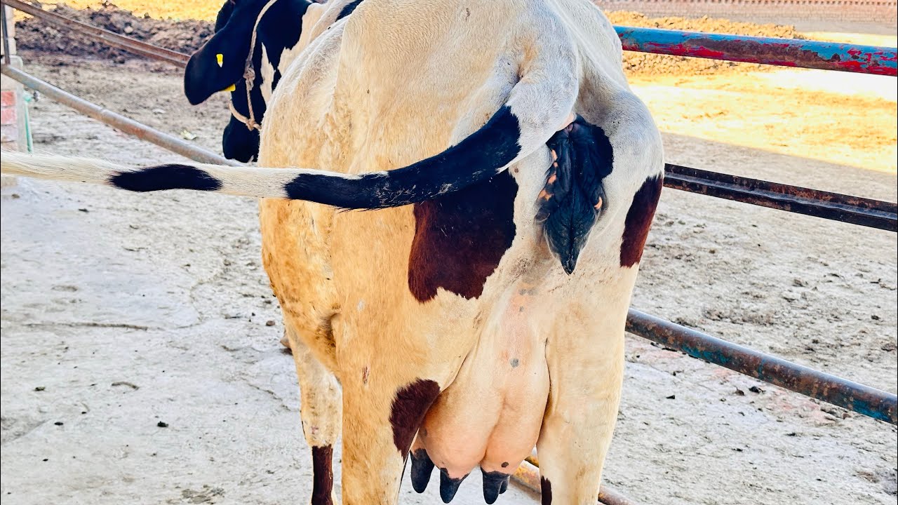 Jerseycow|CholistaniSahiwal ForMilk And FriesianCross CowFor saleAt RehmanDairy Farm2023TobaTeksingh