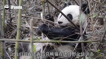 《特别节目》 20161024 2016年大熊猫野化放归第十一集：华妍张梦放归后有哪