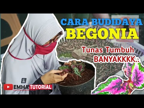 Video: Pembiakan Begonia (21 Foto): Bagaimana Begonia Berkembang Biak Di Rumah? Bagaimana Cara Menanam Dan Membasmi Tanaman Dengan Betul?