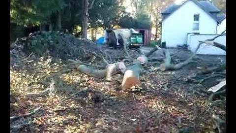 Big Beech tree fell