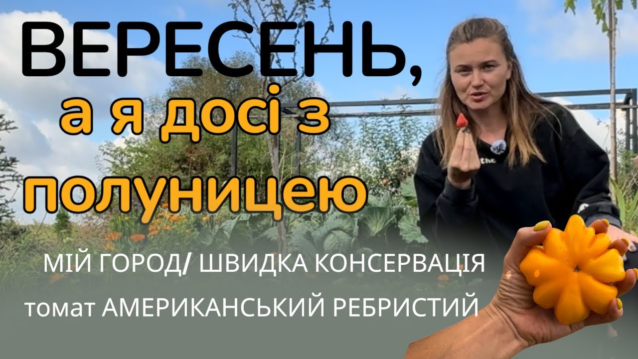 ПОЛУНИЦЯ у ВЕРЕСНІ /РЕЦЕПТ ЛЕГКОГО САЛАТУ НА ЗИМУ.#реаліїсадівництва 