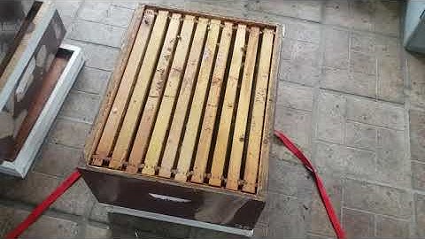 How To Monitor Winter Honey Bee Clusters & Save Them!