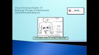 CLASS 8th SCIENCE Chapter 10 REACHING THE AGE OF ADOLESCENCE CONCEPTS AND MCQ 30