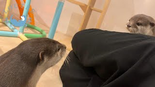 【カワウソ】なんだかんだ、仲良し夫婦　Otter　After all, they are love birds