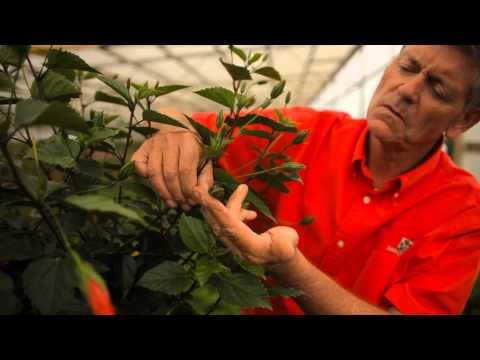 Video: Hoe om hibiskusplante te wintermaak