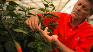 How to Winterize a Hibiscus Plant : Garden Savvy