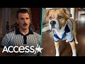 Chris Evans' Dog Wears His Own Mini 'Gray Man' Shirt