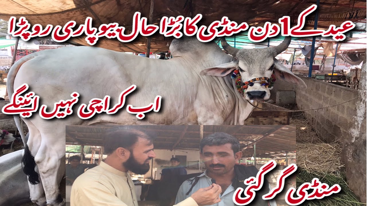 Bhains Colony Mandi Karachi Cattle Rates Update❤️ || 7 june 2025 || Cow Mandi 2025
