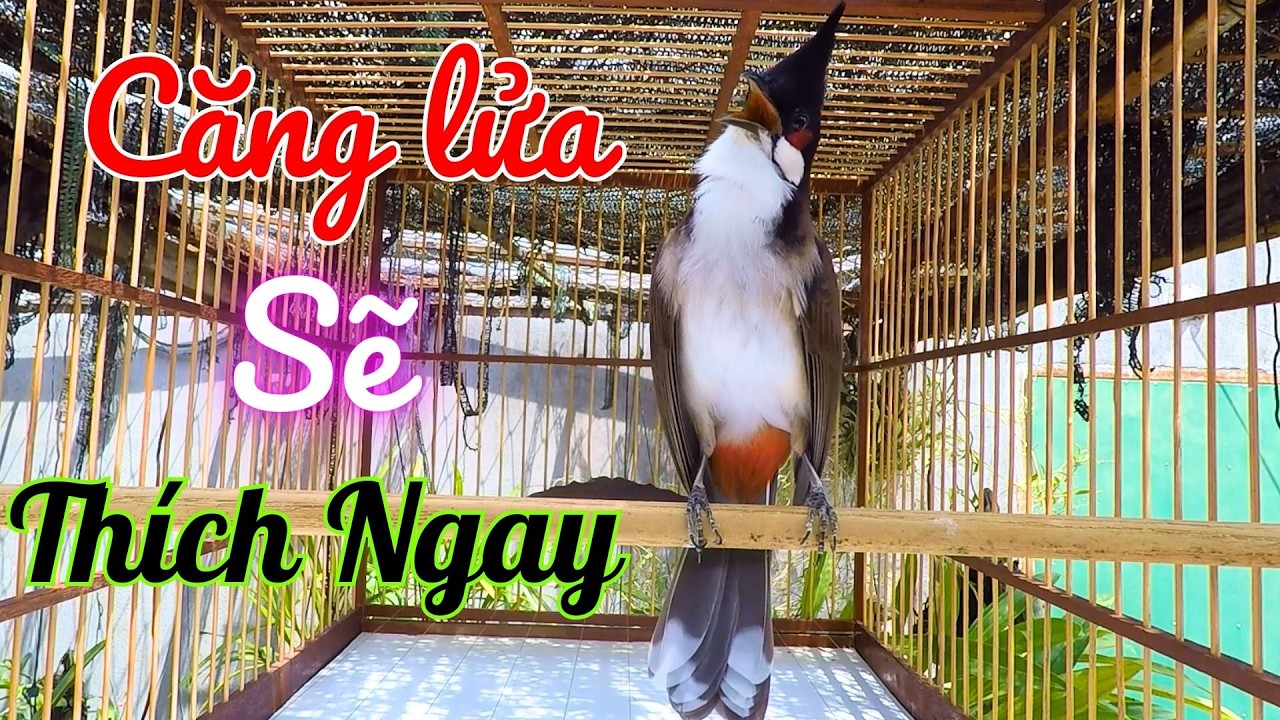 Chào Mào Kích Bổi Lên Lửa!.. Luyện Chào Mào Hót Đấu - Chào Mào Kích Trống Hót Căng Lửa. chào mào đấu