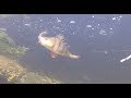 Top Pike and Perch attacks! on Minnows!