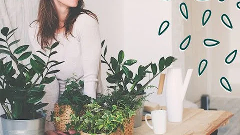 7 растений, которые очищают воздух лучше электрических приборов