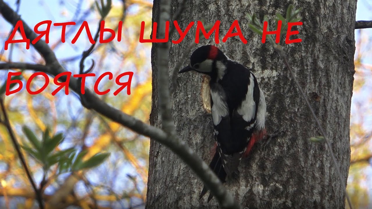 Дятлы шума не боятся - YouTube