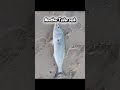 tailor session #fishing #viral #fyp #plssubscribe