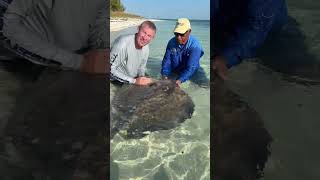 What an awesome experience - closer than this I have never been with a Sting Ray! 👀🙌🏻