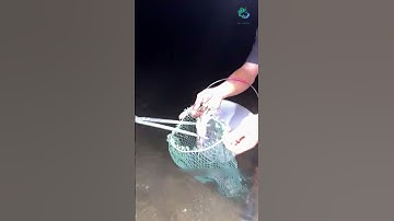 Anh em biết cái cục tui bắt được lúc đầu là con gì không | Review bắt hải sản #shorts #sanbathaisan