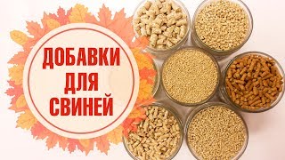 Кормовые добавки для свиней ЗДРАВУР 🌟 Ваше хозяйство 🌟 Обзор от hitsadTV Кормовые добавки для свиней ЗДРАВУР 🌟 Ваше хозяйство 🌟 Обзор от hitsadTV