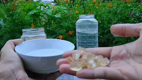 Top 9 tại sao mủ trôm bị chua