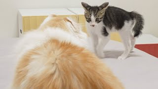 The Rescued Kitten Behaves Boldly Against the Big Cat │ Episode.44