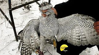 ЯСТРЕБ В ОС (ПАУТИНЕ) Sparrowhawk, Eurasian Sparrowhawk